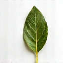 Aroma wave with bay leaf