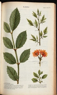 Botanický atlas